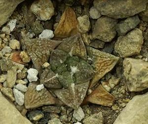 Can Cacti Escape Underground In High Temperatures