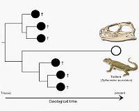 New study gives weight to Darwin's theory of 'living fossils'