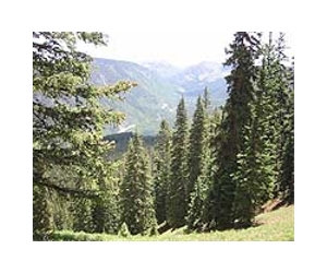 Climate Change Causing Demise Of Lodgepole Pine In Western North America
