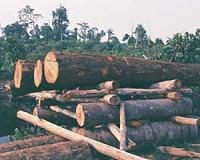 Protected areas in Indonesia ineffective in preventing deforestation