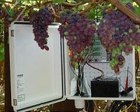 Urban vineyards: Parisians pick grapes for city vintages