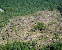 Carbon emissions from logging debris in Africa may be vastly under estimated