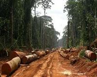 Orangutans take the logging road