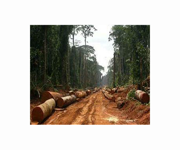 The Gambia bans timber exports after smuggling fears