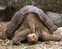 Galapagos hosts nursery for new species of giant tortoise