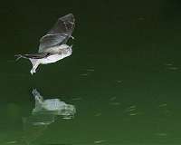 Insectivorous long-fingered bats may also be capable of catching fish