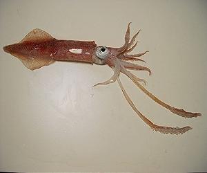 Acidifying oceans could spell trouble for squid