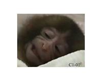 Smiling baby monkeys and the roots of laughter