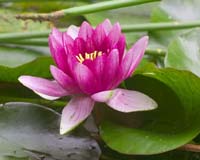 Lotus Sprouts Faster From Space Seeds