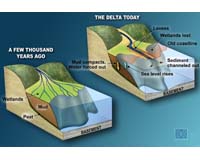Rapid sinking of Mississippi Delta only skin deep: study