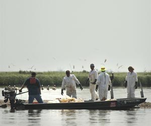 Environmental impact of Gulf spill 'quite small': expert
