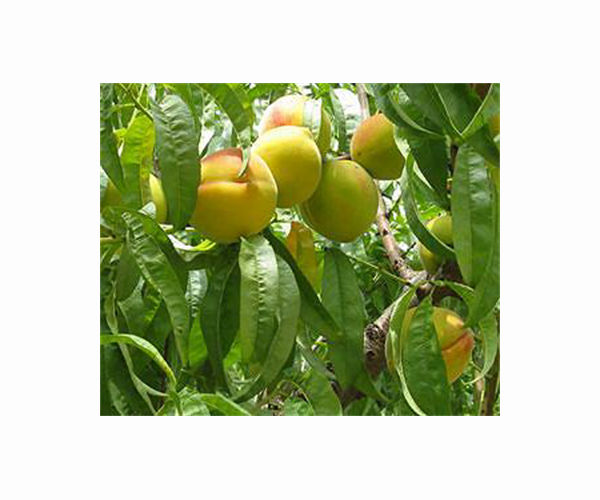 Peaches from Japan's Fukushima region sold at Harrods