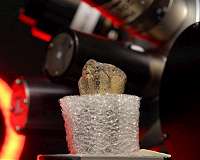 Human ancestor 'Lucy' was a tree climber, new evidence suggests