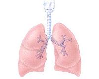 How the lung repairs its wounds