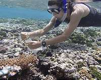New coral sowing method could inspire large-scale reef restoration