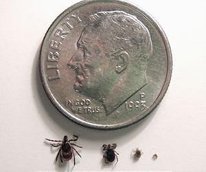 Why some strains of Lyme disease bacteria are common and others are not