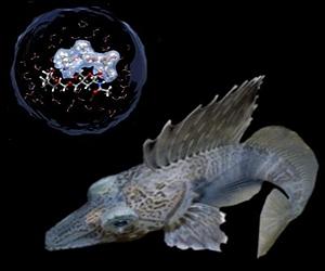 Why Fish Don't Freeze In The Arctic Ocean