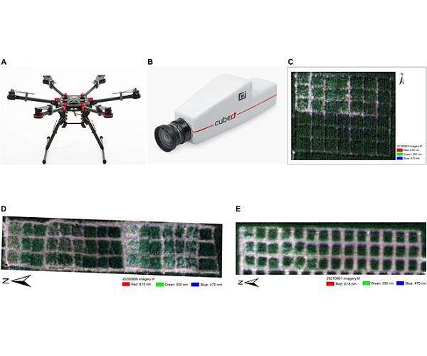 Drones offer efficient monitoring of maize re-growth