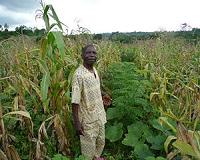 S.Africa to import maize after driest season in 100 years