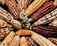 Anthropologist Finds Earliest Evidence Of Maize Farming In Mexico