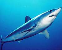 New study identifies ancient shark ancestors
