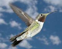 UBC team finds a glitch in hummingbird hovering