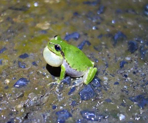 France frog fair faces criticism