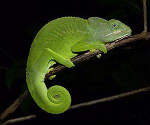 Satellite images help species conservation