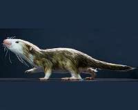 Jurassic fossil suggests early mammal ancestors swallowed like modern mammals