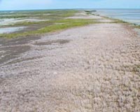 Harnessing nature's defenses against tsunamis