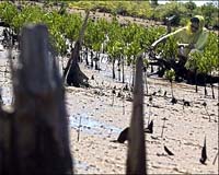World's largest mangrove badly hit by cyclone: official