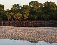 Australian mangrove die-off blamed on climate change