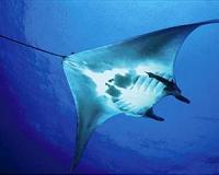 Researchers locate world's first known manta ray nursery