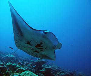 Stanford scientists document fragile land-sea ecological chain