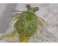Mantis shrimp use UV color spots, chemical cues to size up opponents