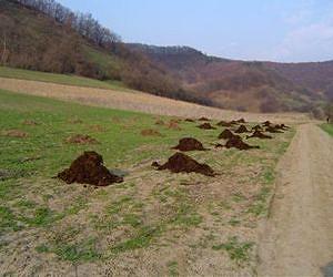 Modern EU agriculture jeopardizes biodiversity in new member states