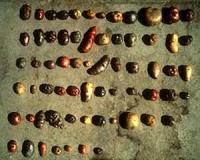 'Potato gene' reveals how ancient Andeans adapted to starchy diet