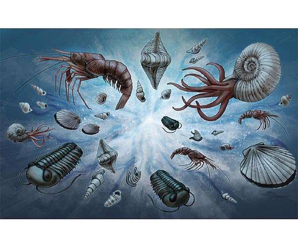 Diving into devonian seas