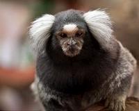 Monkeys' facial features evolved to prevent crossbreeding