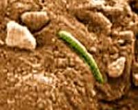 Life on Mars Pregnancy Test Launched