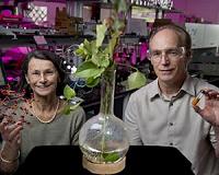 New research holds great promise for advancing sustainable energy