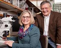 Study rewrites the history of corn in corn country