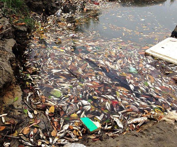 'Severely punished': Vietnam environmental activists face crackdown