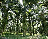 Oil Palm Plantations Are No Substitute For Tropical Rainforests