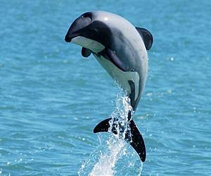 New Zealand dolphin faces extinction, group warns
