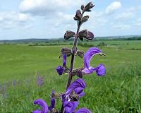 Study shows US grasslands affected more by atmospheric dryness than precipitation