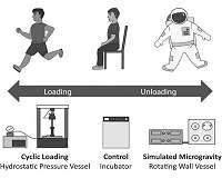 Study finds that gravity, 'mechanical loading' are key to cartilage development