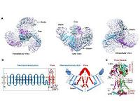 Demystifying mechanotransduction ion channels