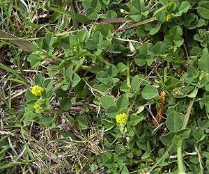 Research shows legume trees can fertilize and stabilize maize fields, generate higher yields