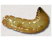 Maggots could help human wound healing